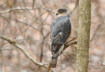 Cooper's Hawk on branch